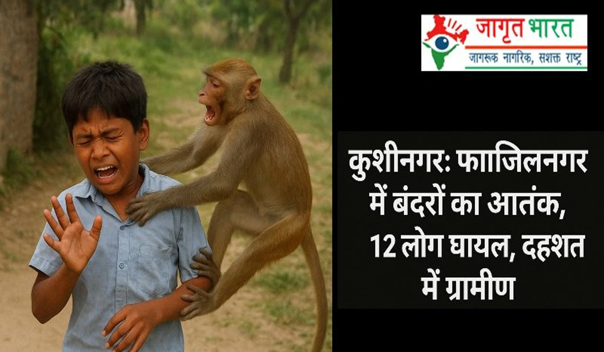 Monkey terror in Fazilnagar