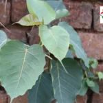 घर की दीवारों पर पीपल का उगना: शुभ या अशुभ? जानिए धार्मिक और वास्तुशास्त्रीय दृष्टिकोण