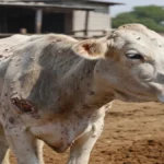 पशुओं के अंदर फैल रही लंपी बीमारी के प्रकोप से ग्रामीण पशुपालक हुए भयभीत