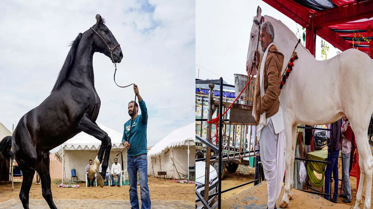pushkar-mela-23-crore-bhainsa-15-crore-ghoda-royal-diet