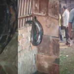 कुशीनगर में चुनावी तैयारी के बीच खतरा: मतपेटिका गोदाम में मिले विशाल अजगर और कोबरा