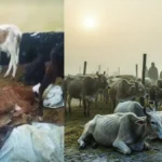देवरिया गौशाला में गायों की मौत: वायरल वीडियो के बाद ठंड से मौत की आशंका, तुरंत जांच की मांग