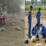 लखनऊ में प्रेरणा स्थल के पास चरने गईं भेड़ों पर टूटा कहर, सड़ा भोजन बना काल, 71 भेड़ों की मौत; 150 मरणासन, सीएम योगी ने दिए जांच के आदेश