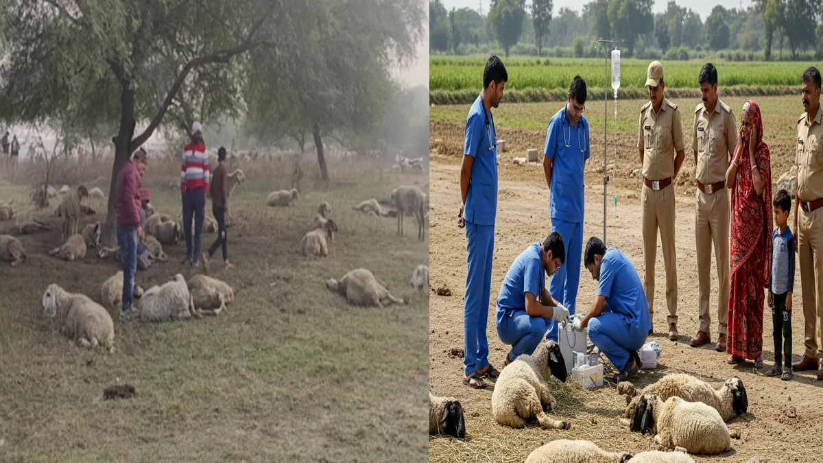 lucknow-sheep-death-rotten-food-prerna-sthal-cm-yogi-action